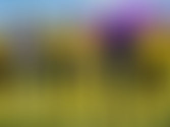 Mixto vence Primavera e se classifica em primeiro lugar no Estadual