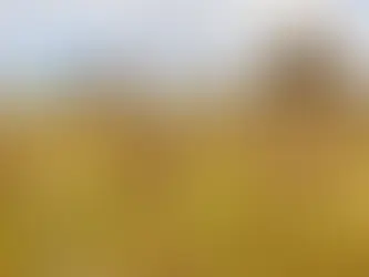 Após decisão do STF, produtores de MT serão ressarcidos por cobranças indevidas de patentes de soja