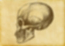 Bosquejo del cráneo humano