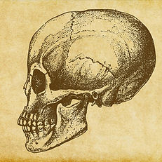 Human Skull Sketch