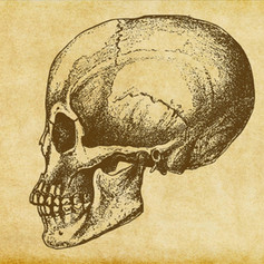 Human Skull Sketch