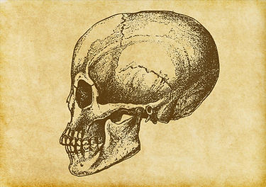 Sketch Crâne humain