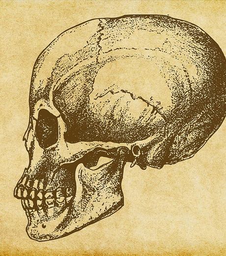Human Skull Sketch