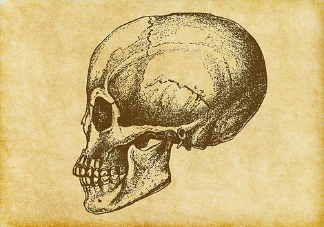 Human Skull Sketch