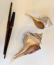 shell, Vineyard