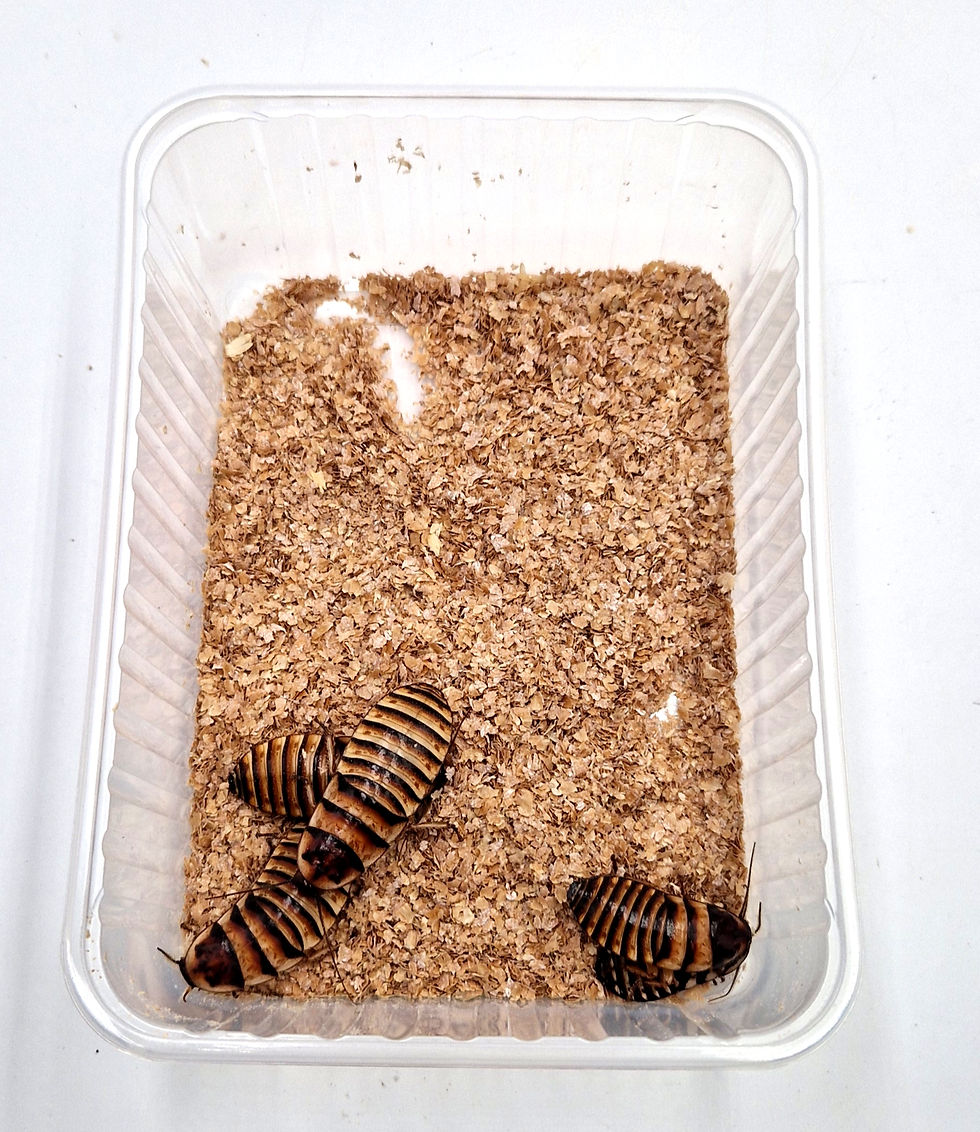 Miniature : Lot de 5 Elliptorhina javanica