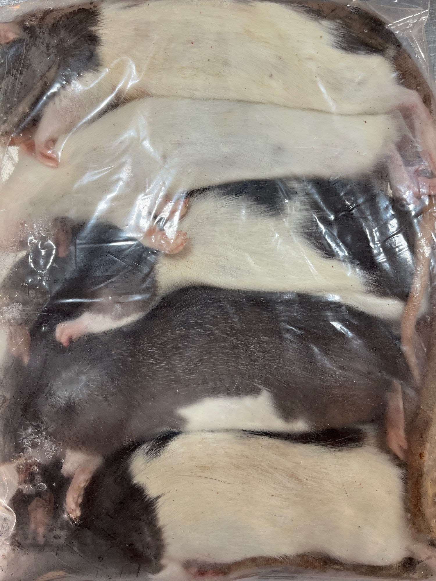 sachet de 5 rats 200/250gr
