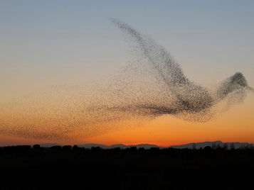Femme à tout flair - FISPA, jour 11