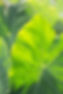 Close up of Hawaiian taro (kalo) plant leaves backlit with veins and texture visible in th