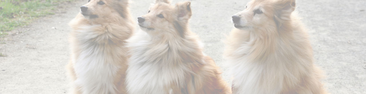Forever Paws Pet Cremations Gold Coast