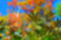 DSC_0039 (2)_edited.jpg