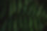 Farn.jpg