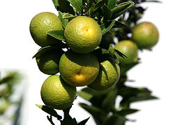 chinotto fruit citrus
