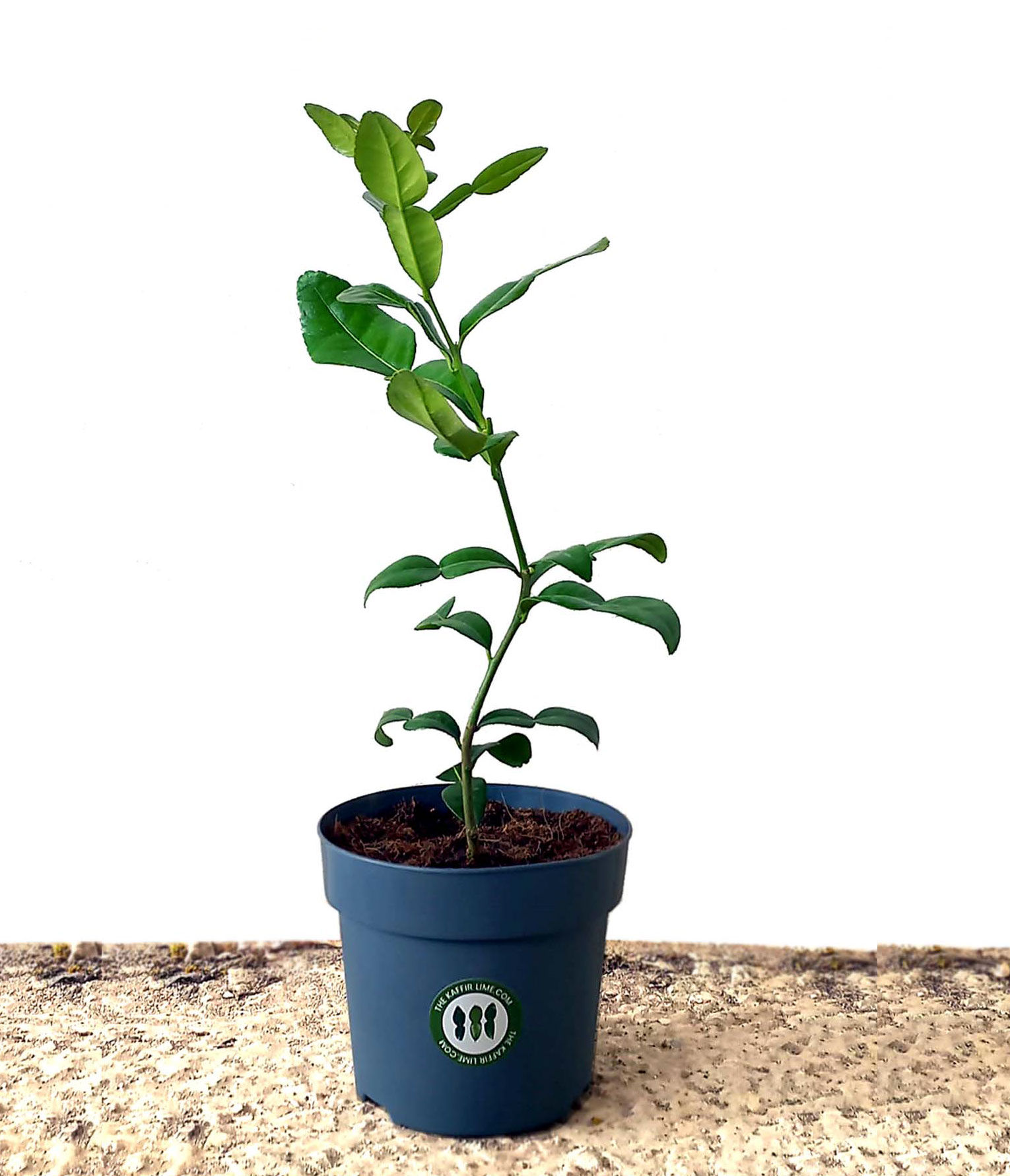 Kaffir Lime Tree 