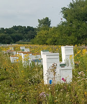 beehives pollination