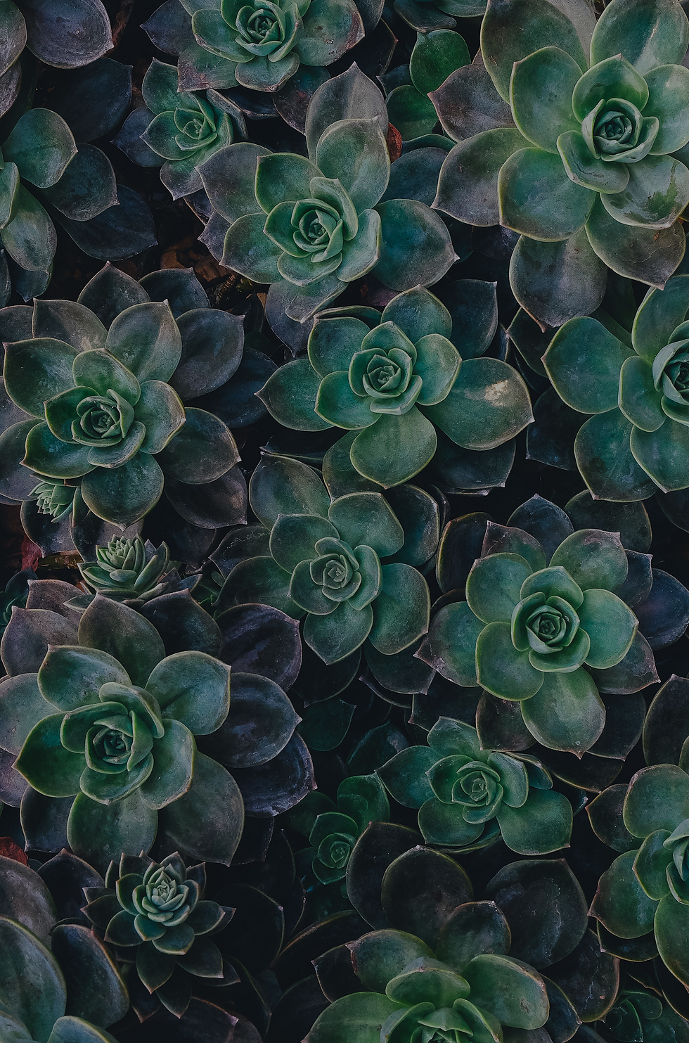 Succulent Plant Arrangement