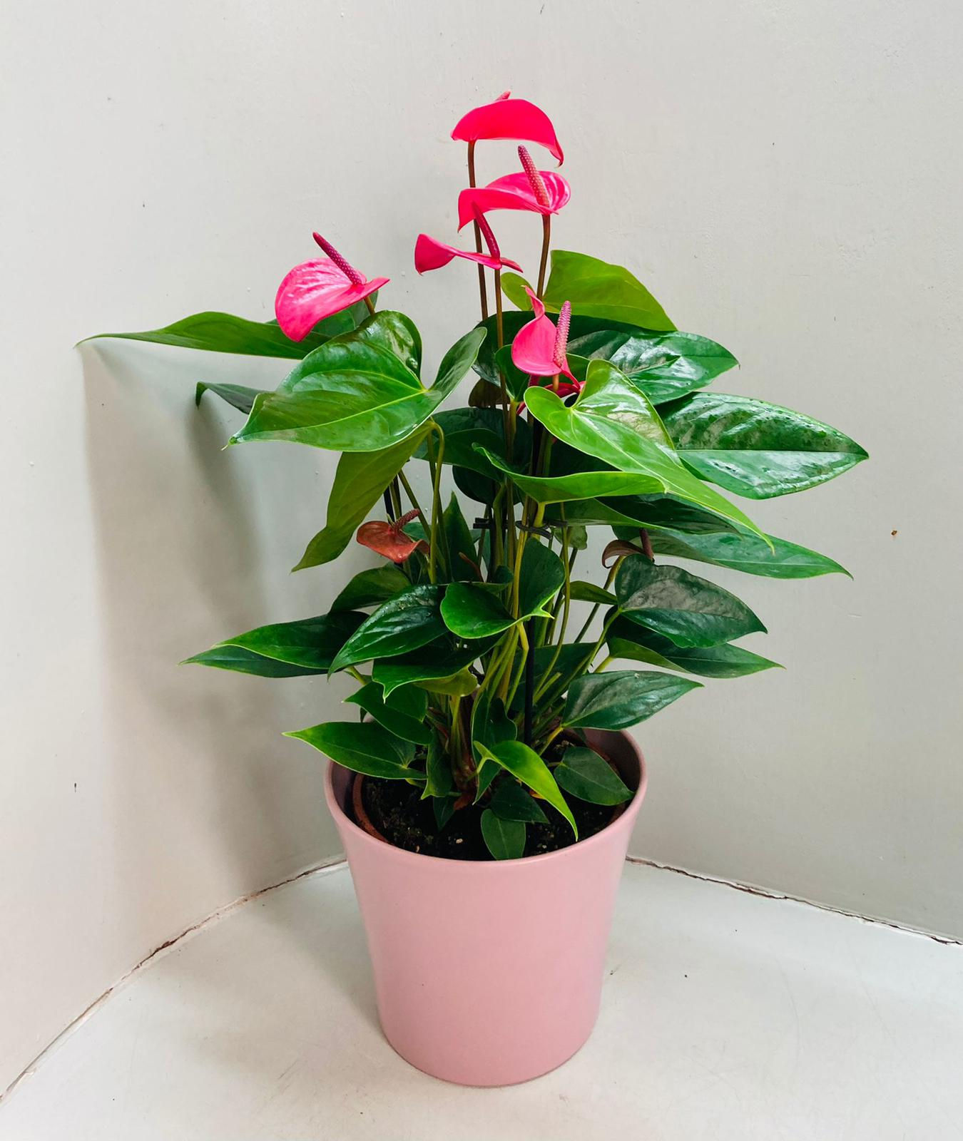 אנטוריום קרמיקה   צמח בית / משרד   גודל עציץ  קוטר 18 ס"מ , גובה צמח 35 -50 ס"מ .  כלי קרמיקה קוטר 18 ס"מ צבע ורוד.