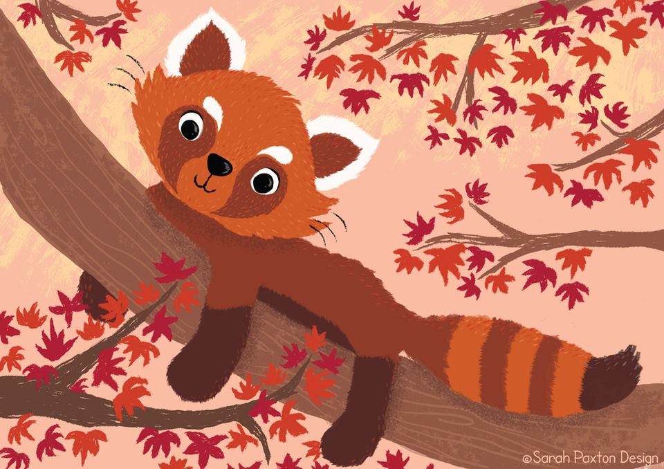 Red Panda Illustration