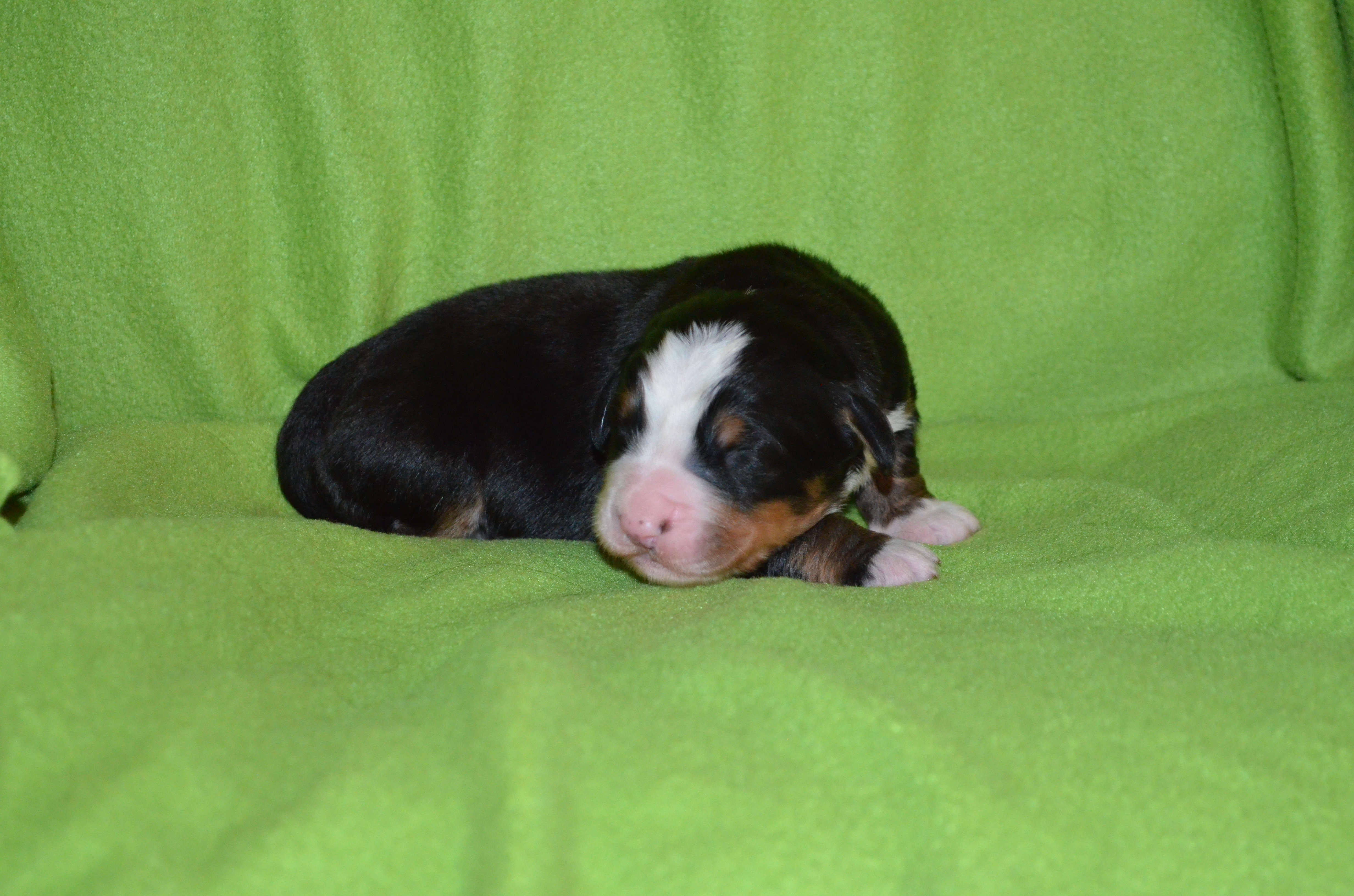 2. Rüde