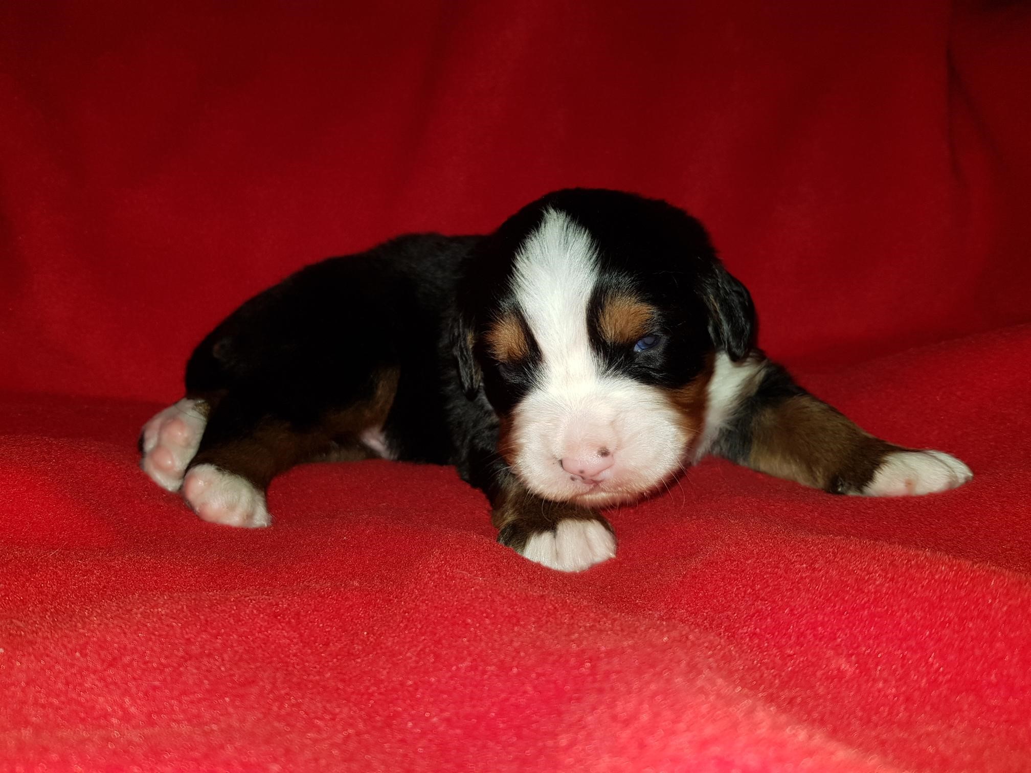 1. Rüde