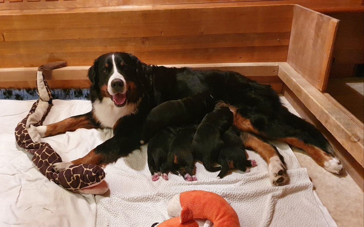 Zara mit ihren 5 Welpen