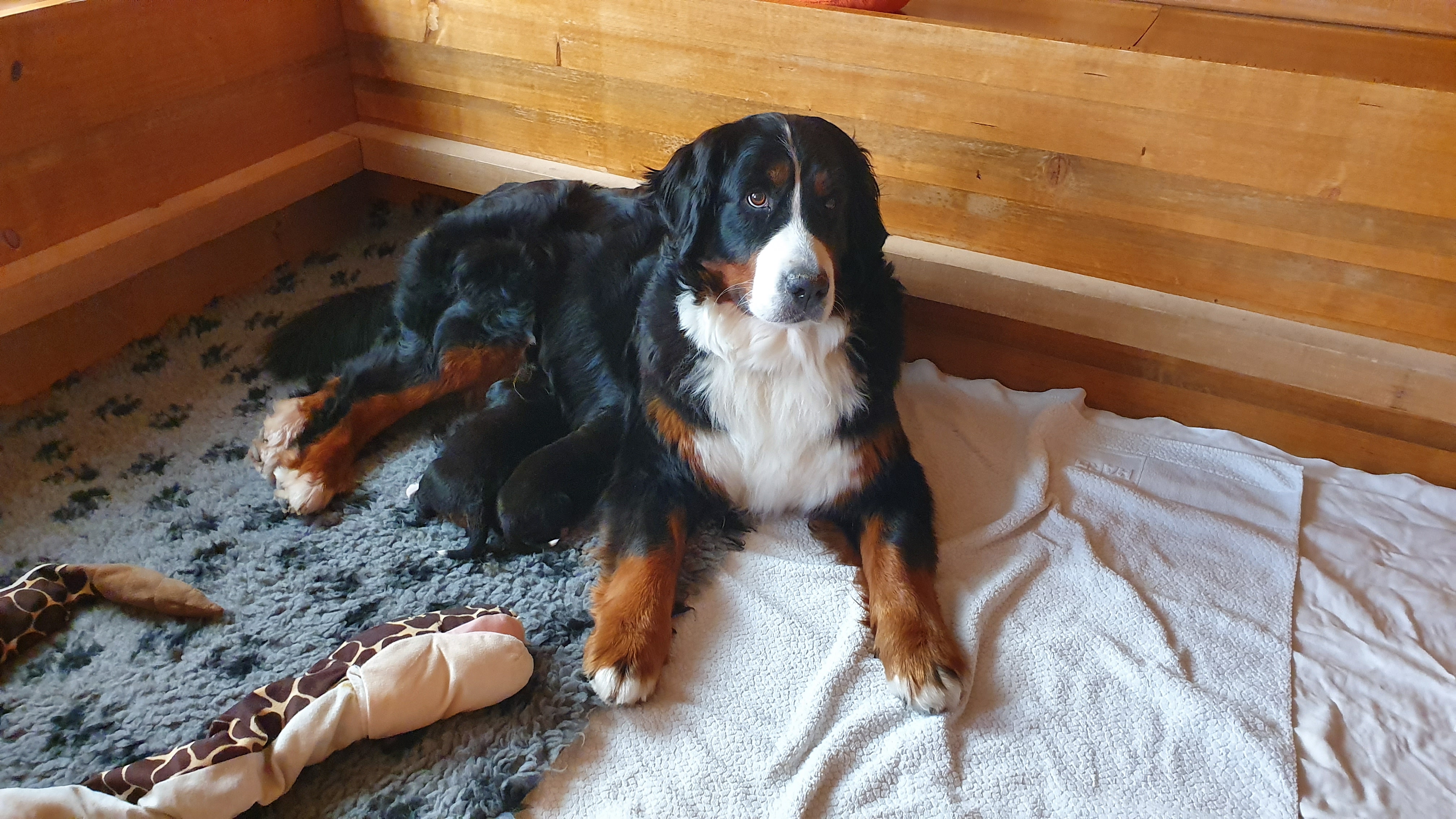 Rani mit ihren Welpen