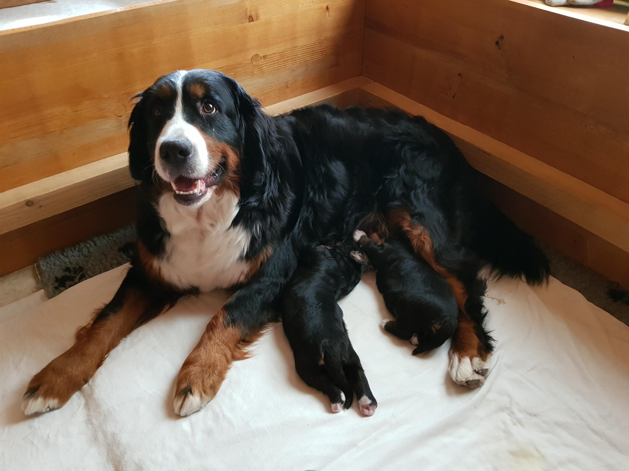 Rani mit ihren beiden Welpen