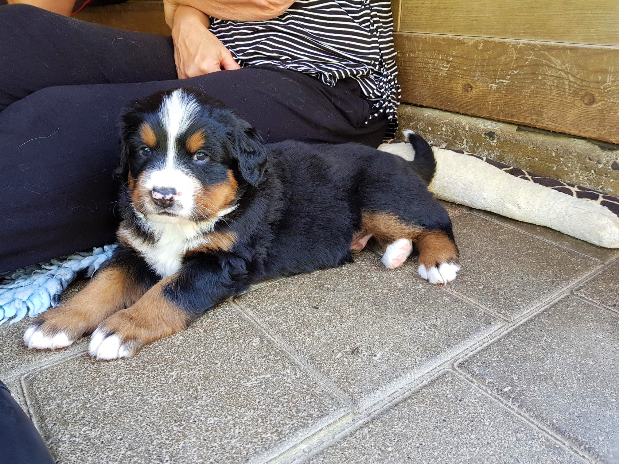1. Rüde