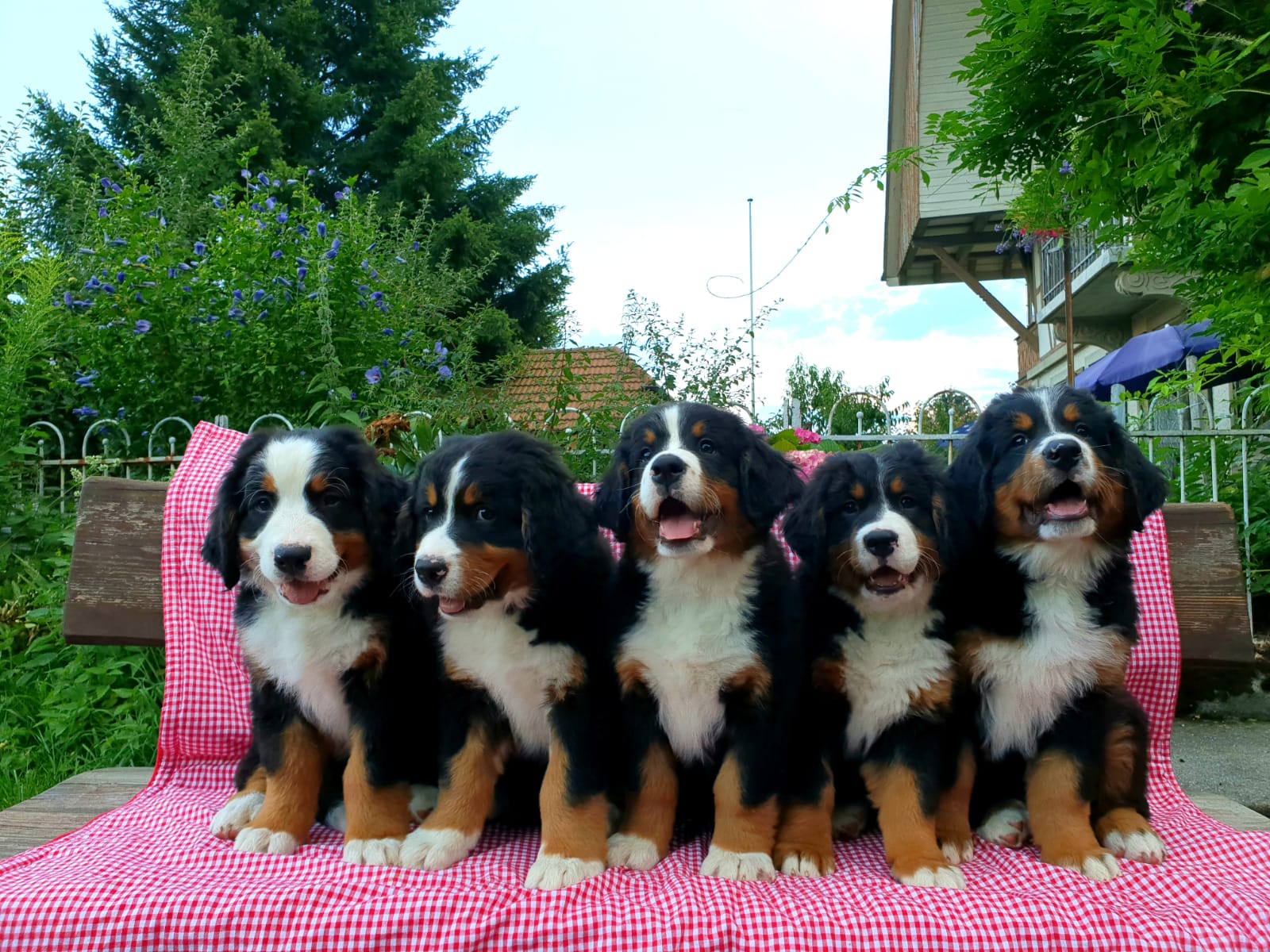 Gruppenbild von allen 5 Welpen