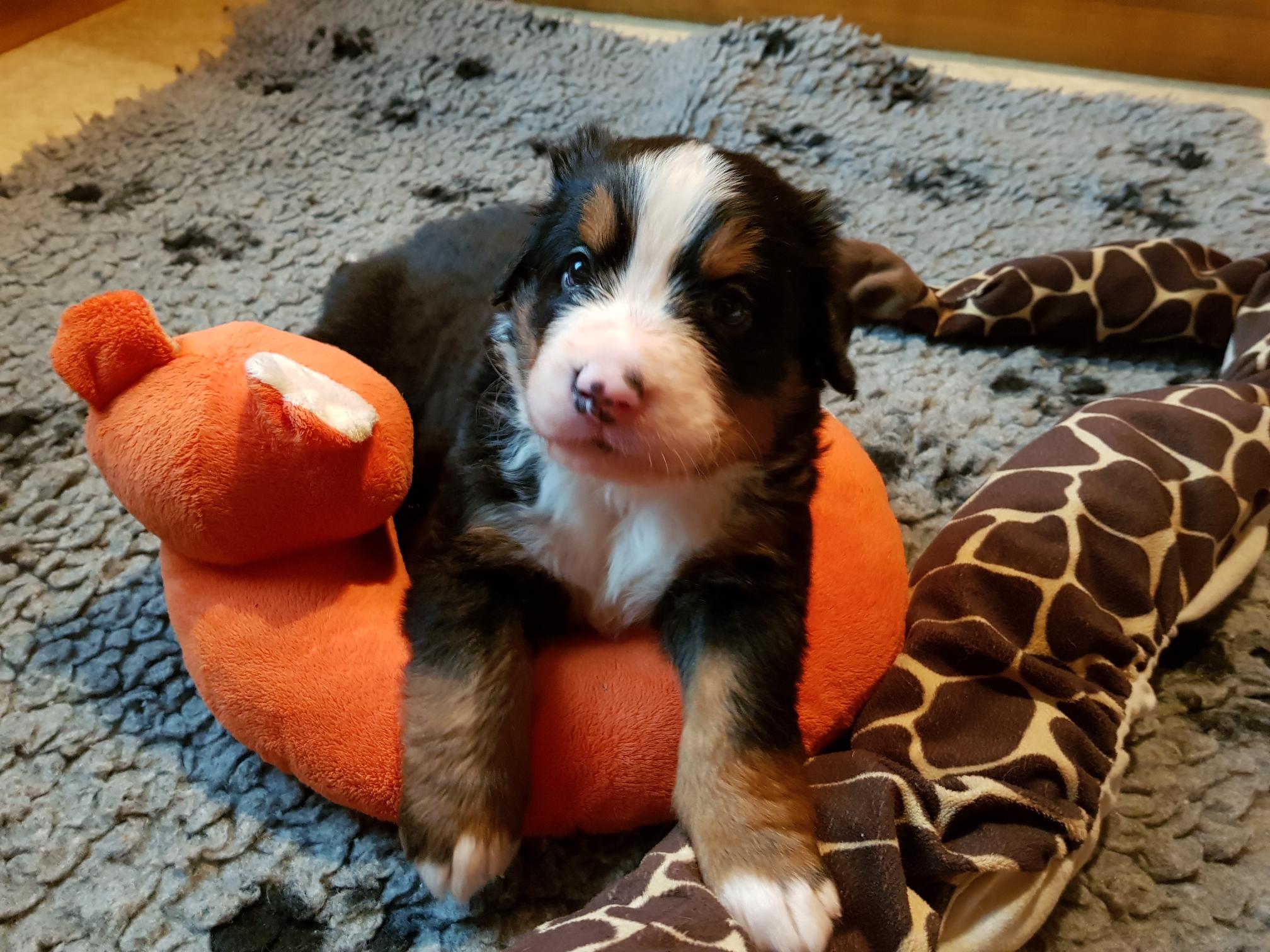 1. Rüde