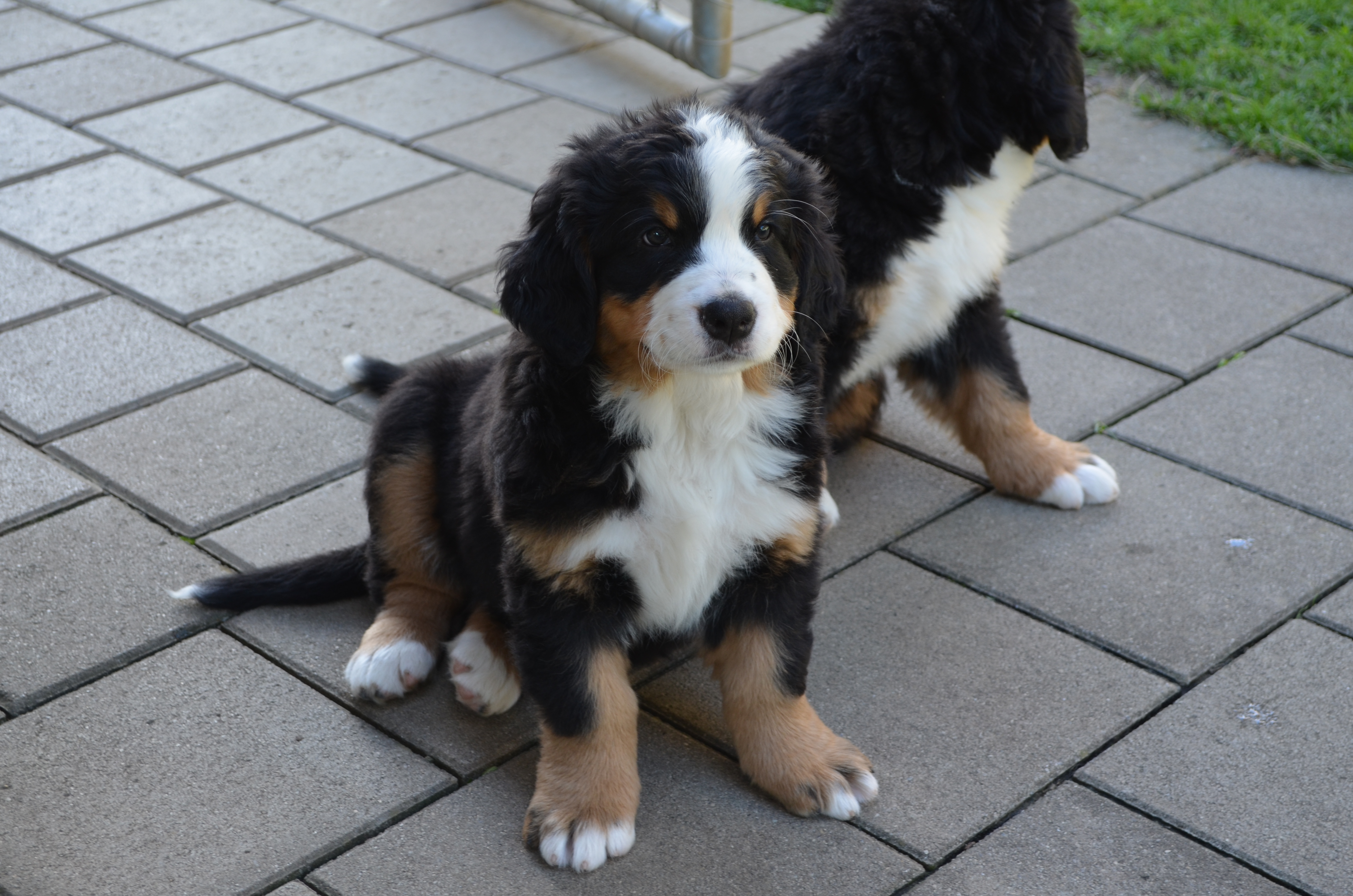 3. Hündin - Sophie