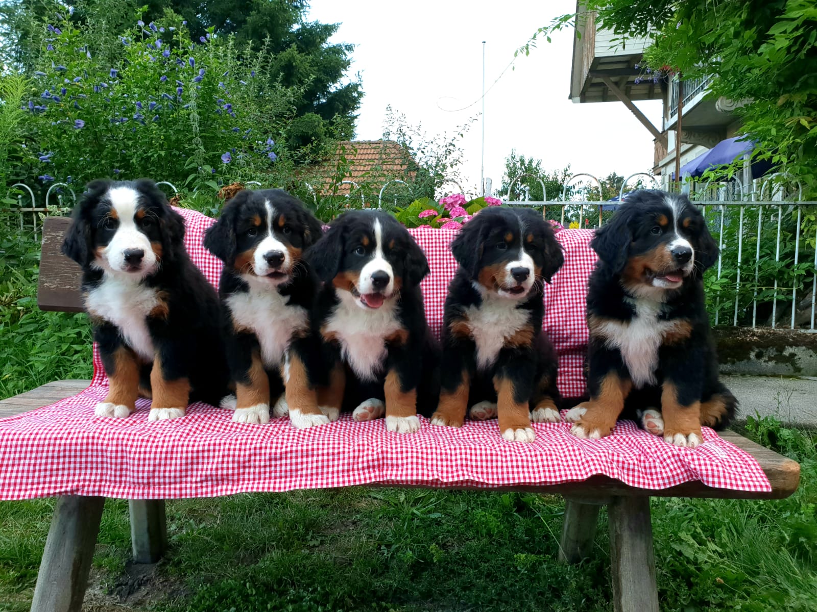 Gruppenbild von allen 5 Welpen