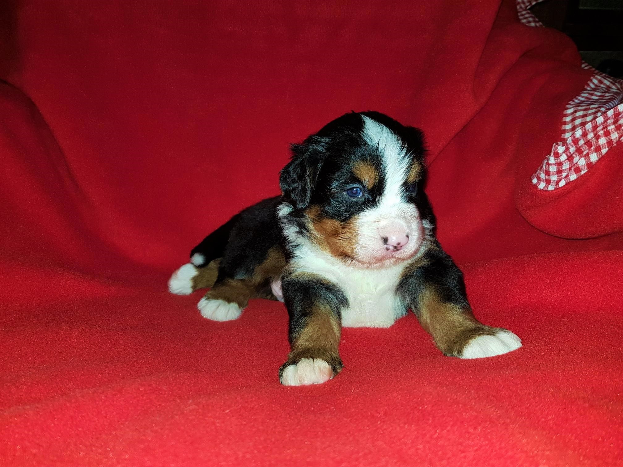 1. Rüde