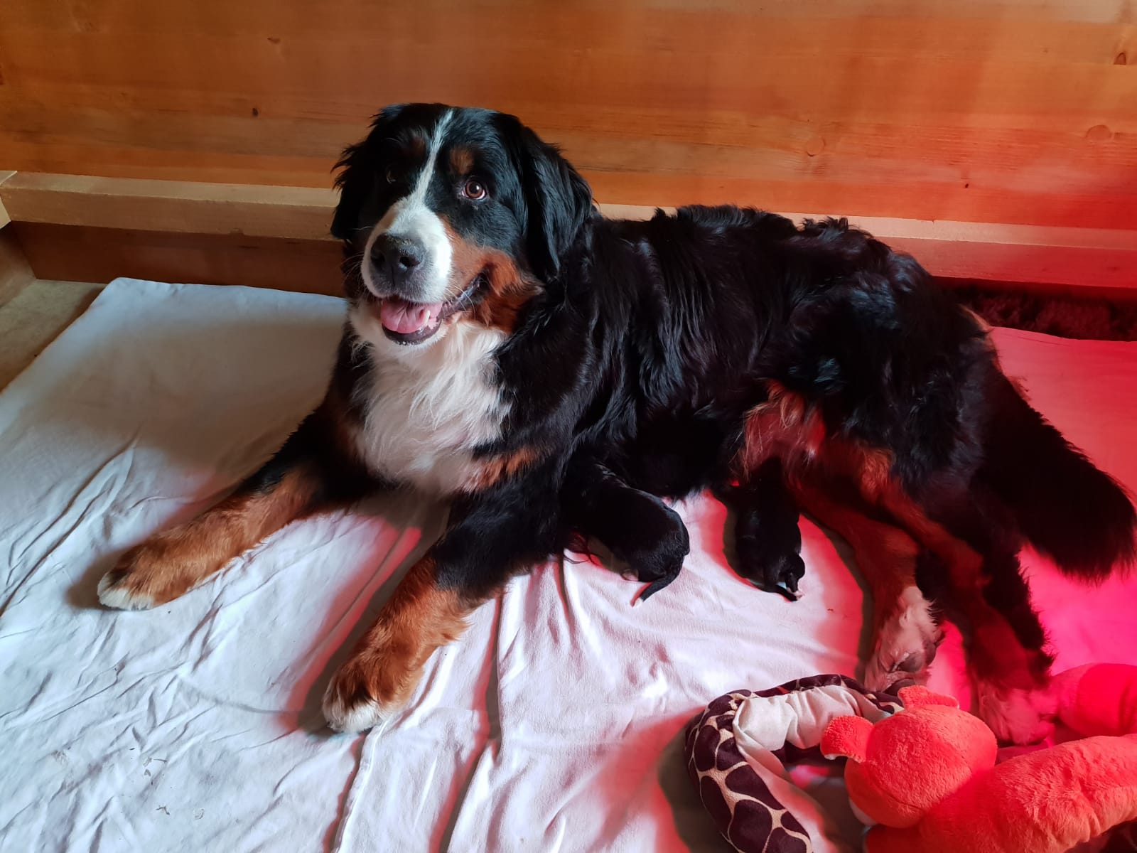 Rani mit ihren beiden Welpen