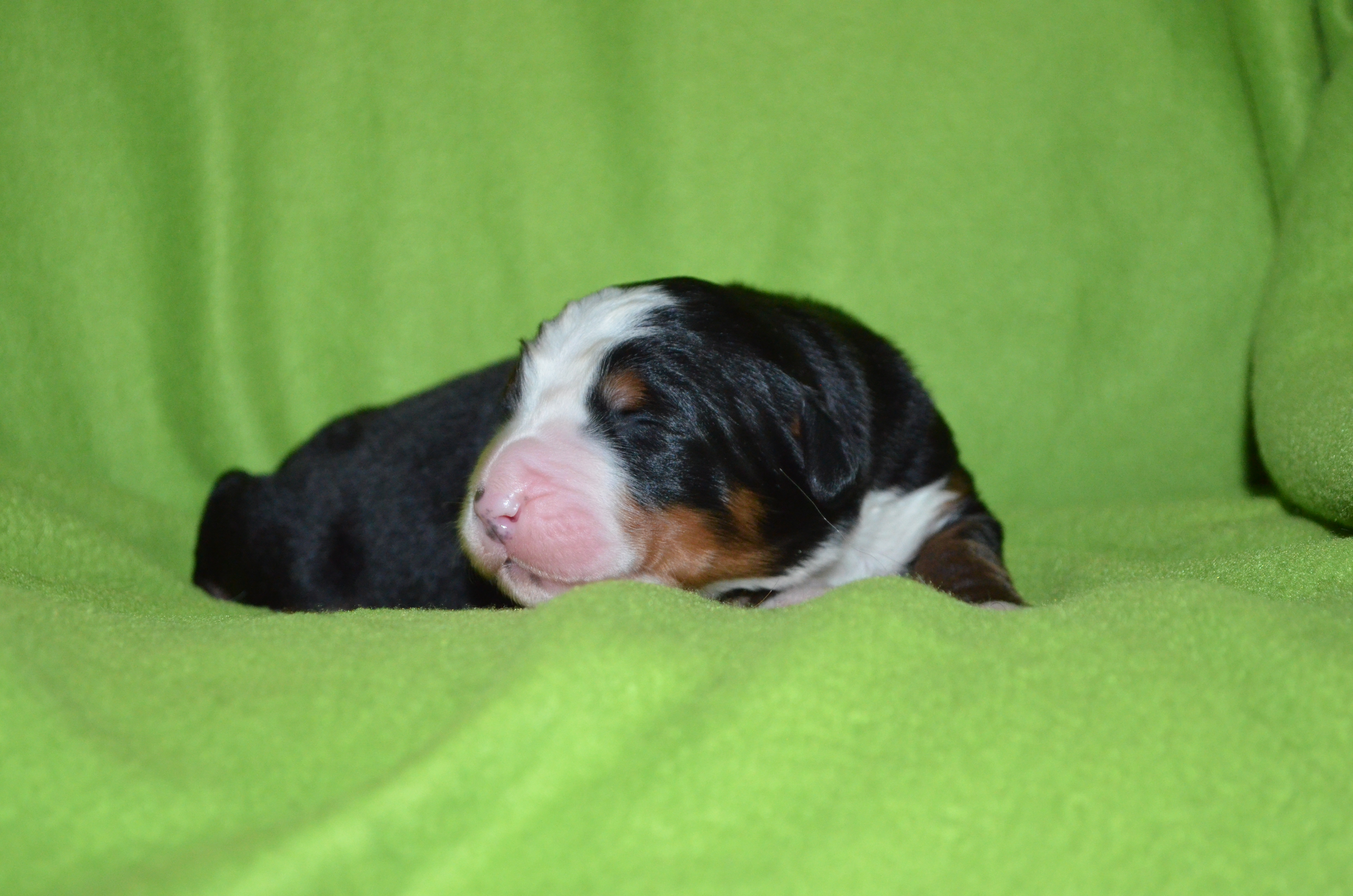1. Rüde