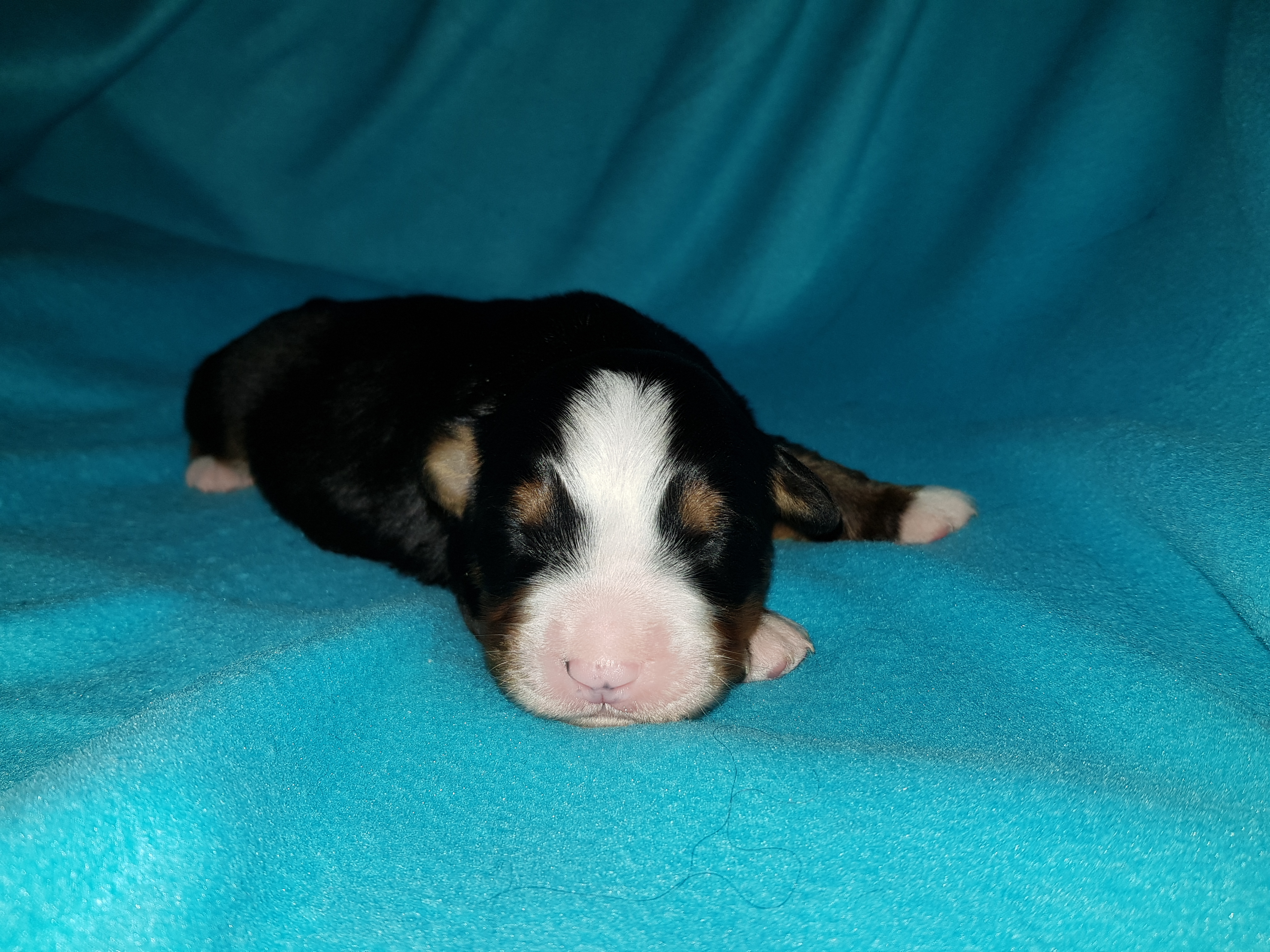 3. Rüde