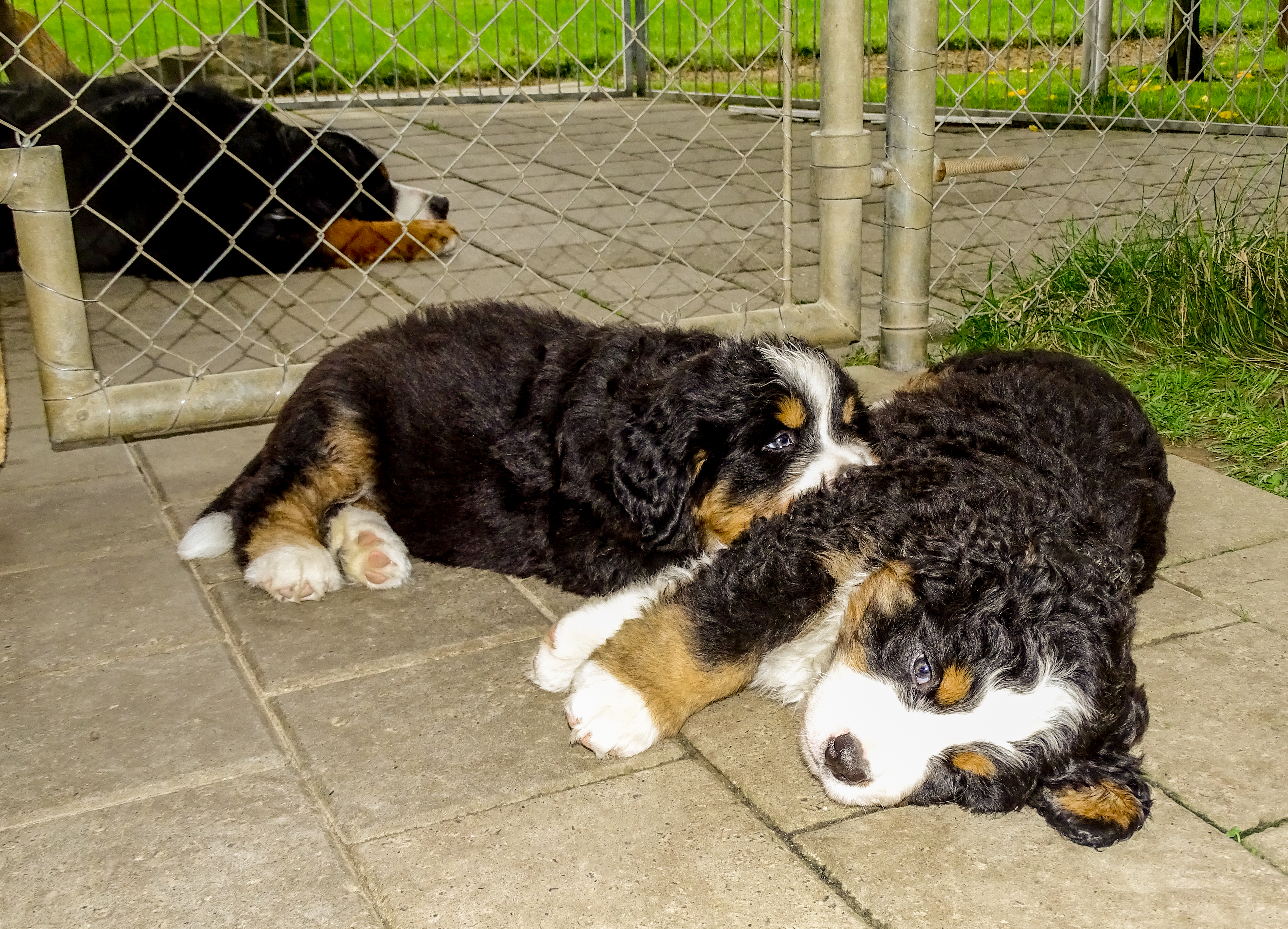 Sunnywelpen_16_026
