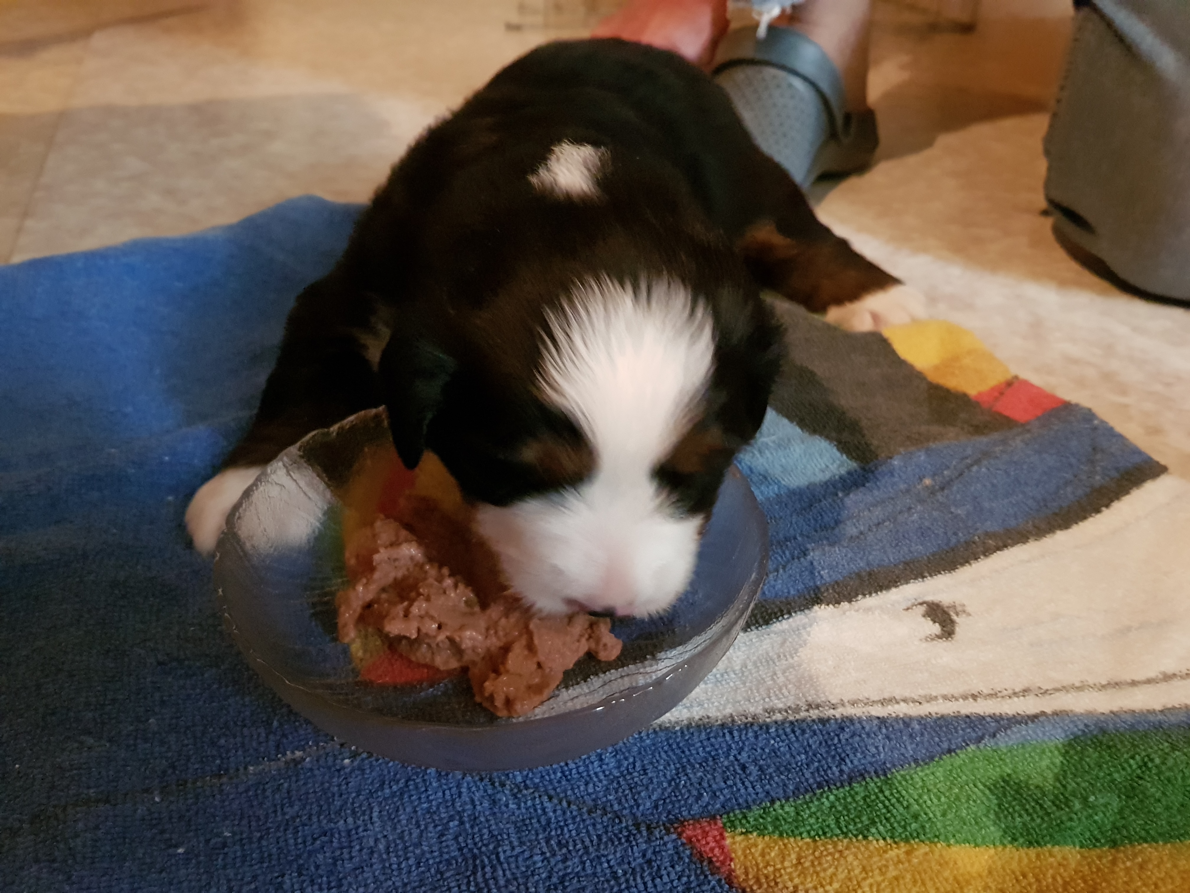 Die erste richtige Mahlzeit