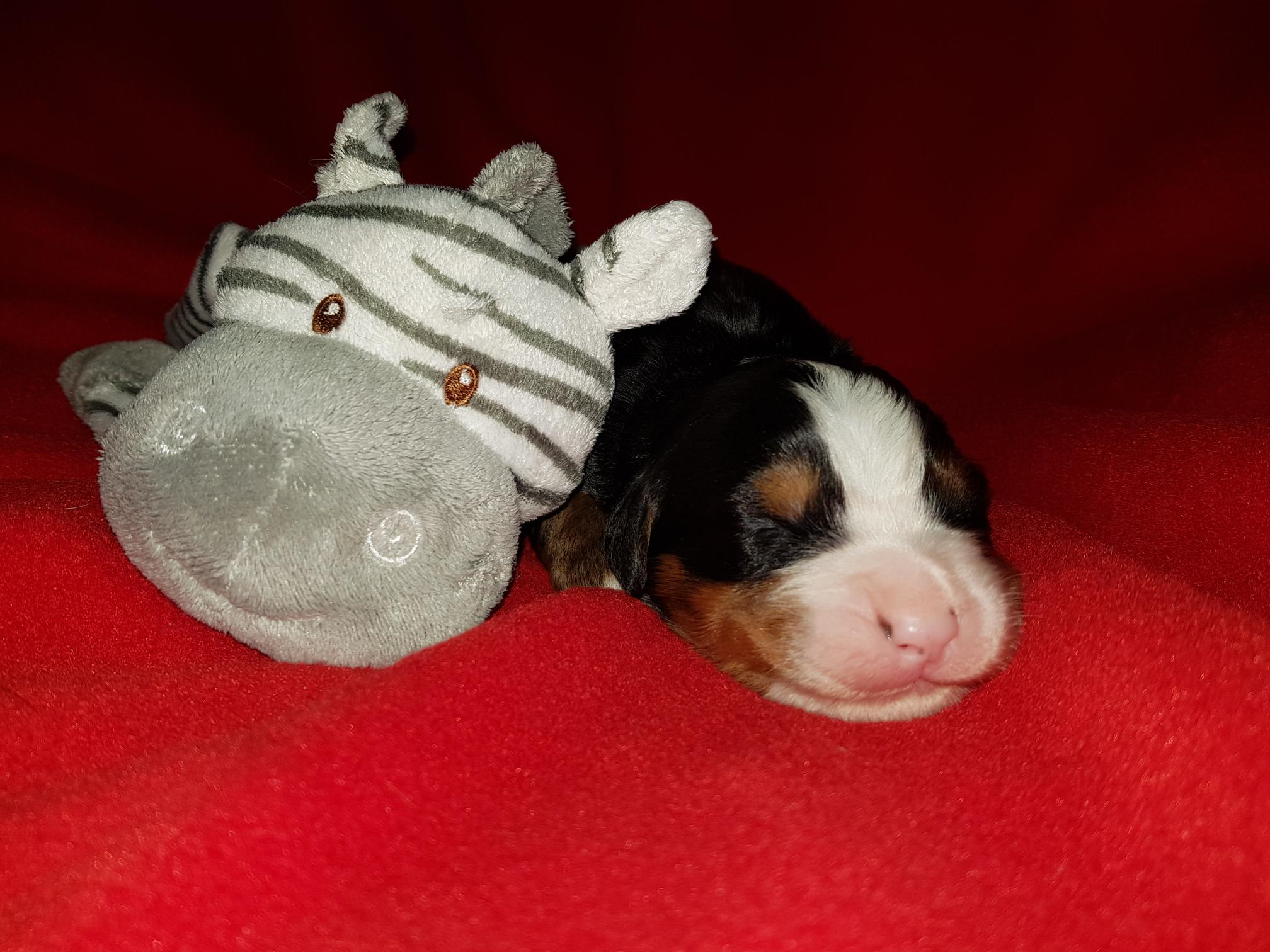 1. Rüde