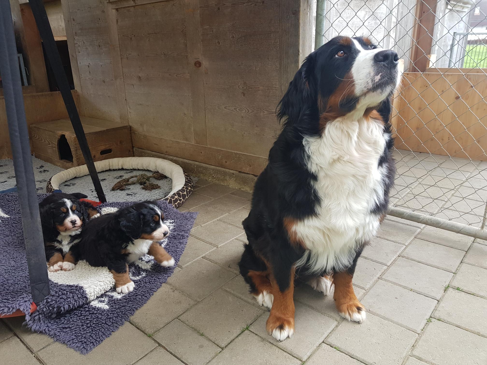 Rani mit ihren beiden Welpen