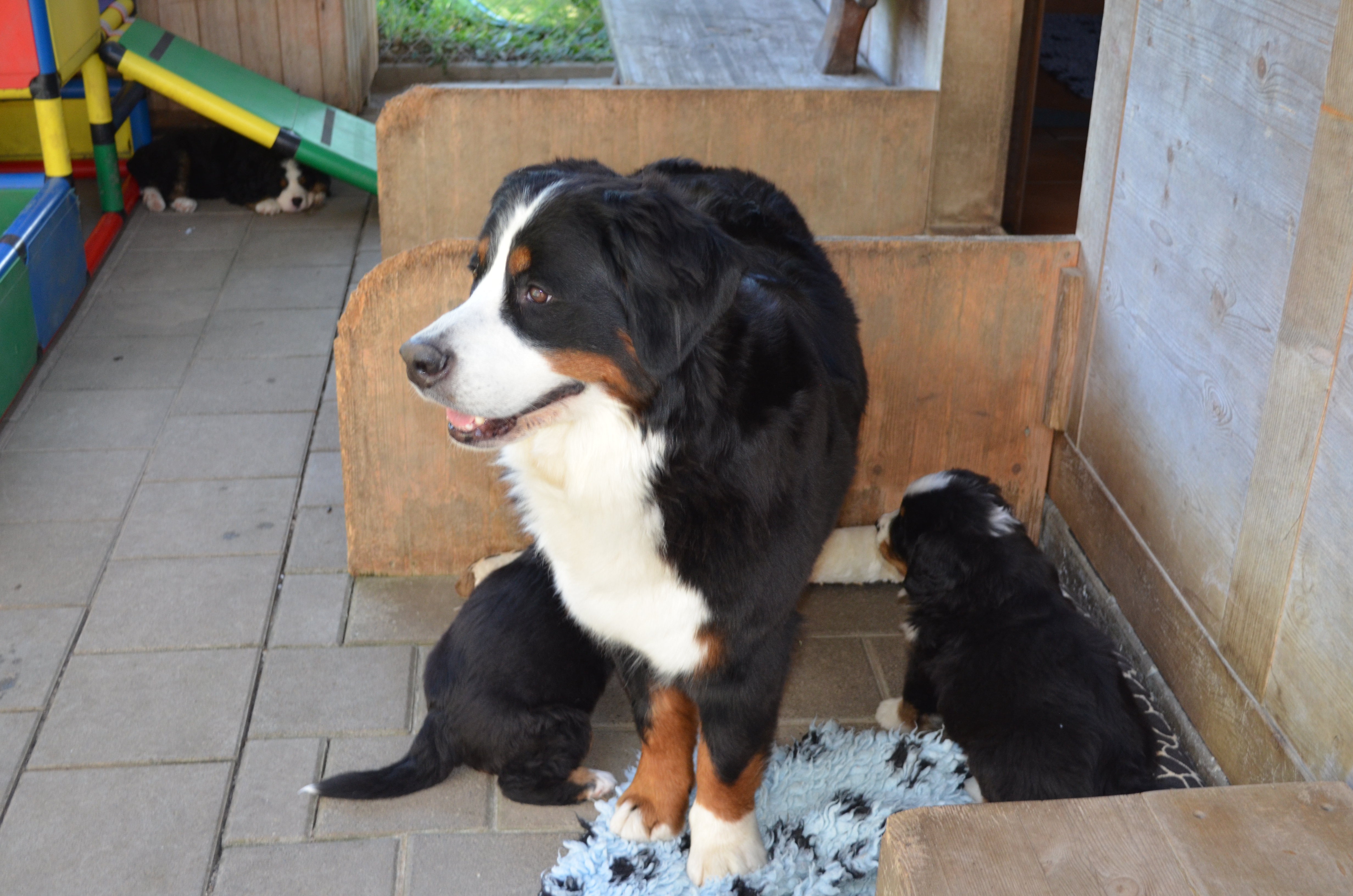 Sunny und ihre Welpen
