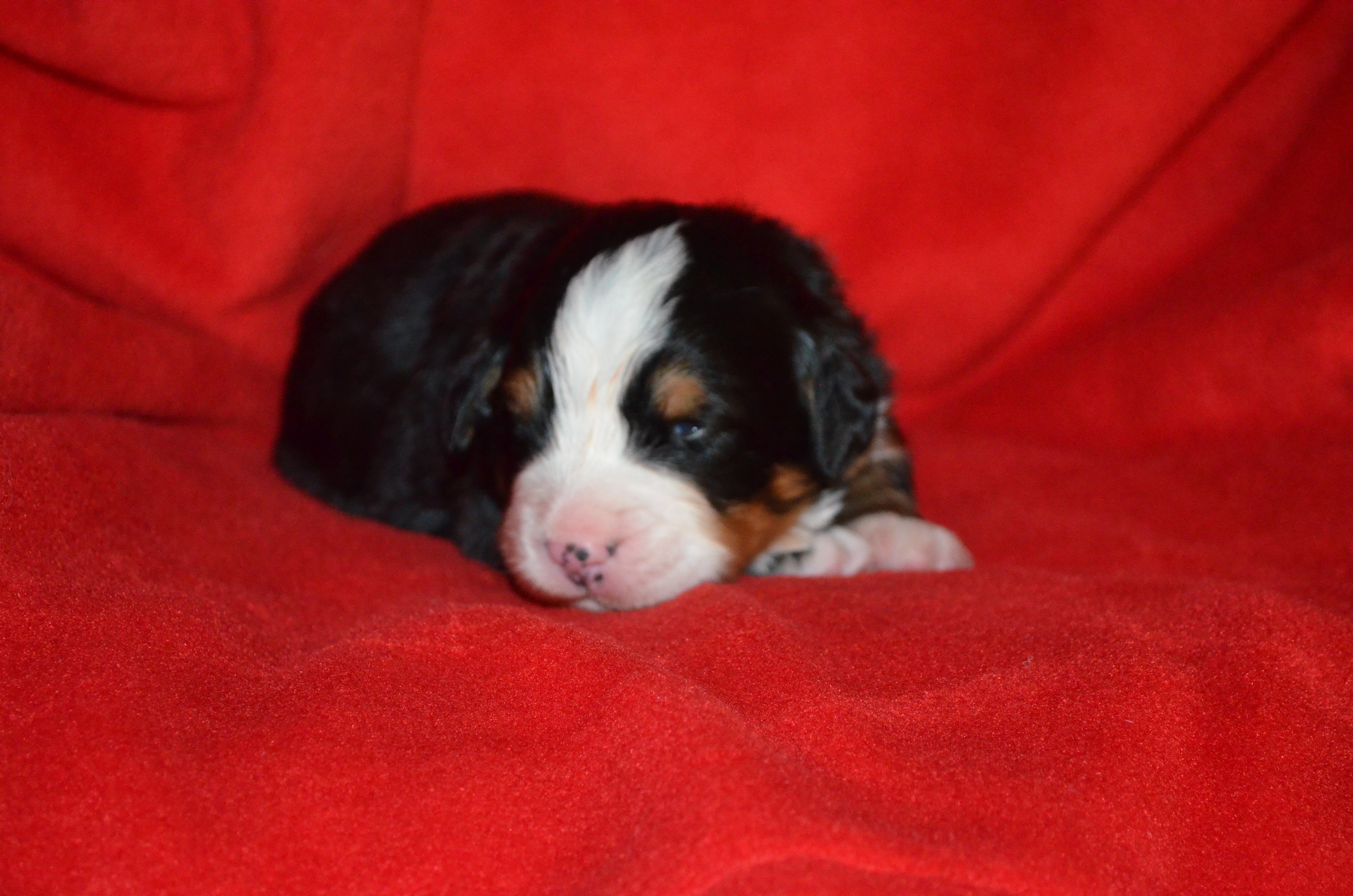 3. Rüde