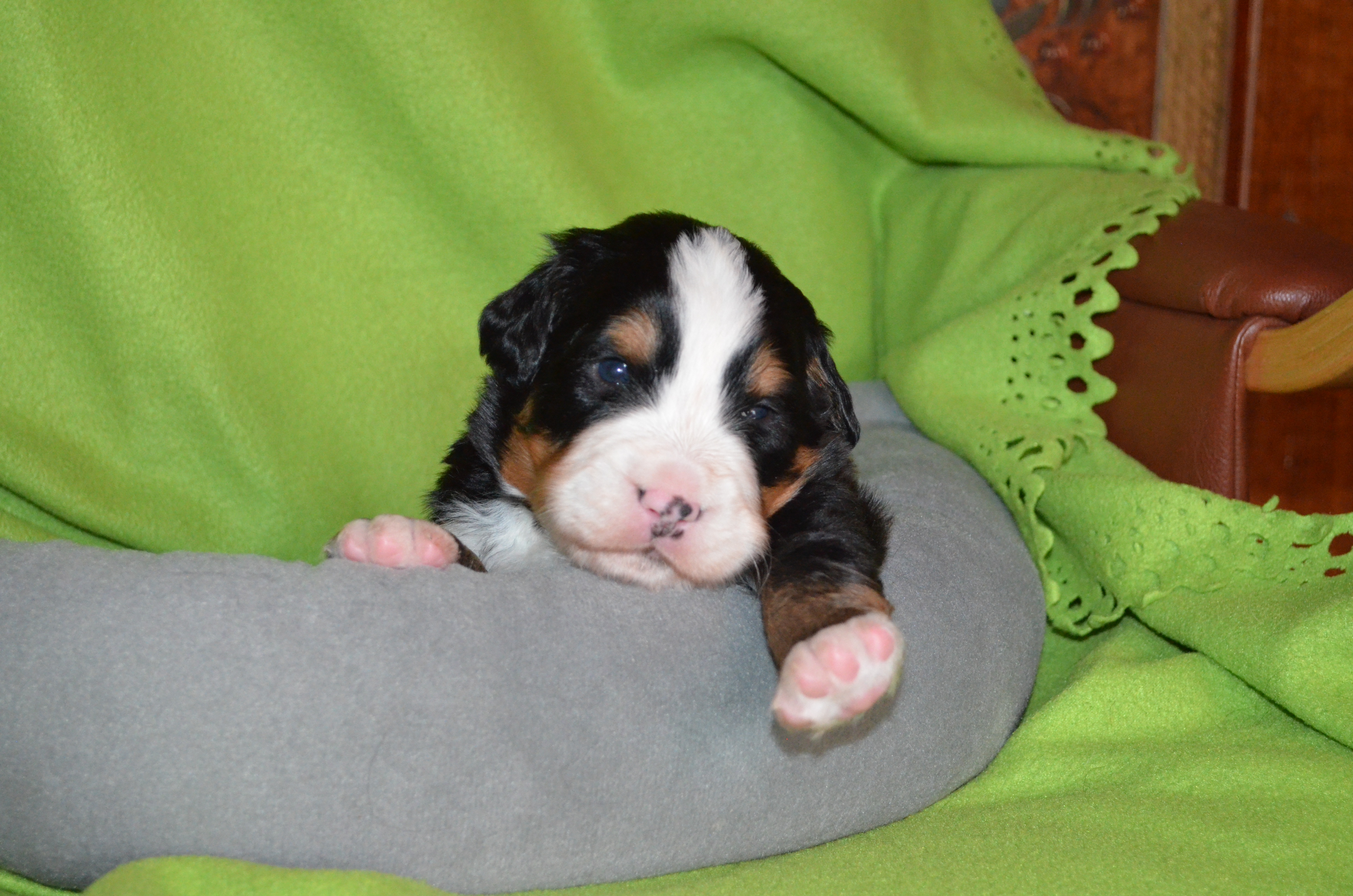 3. Rüde