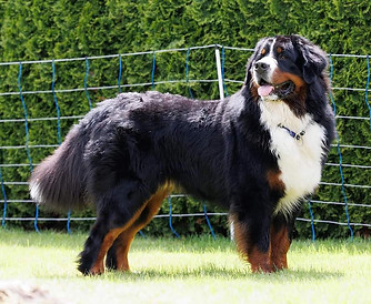 Bern Haus on Oka Salman Foto.jpg