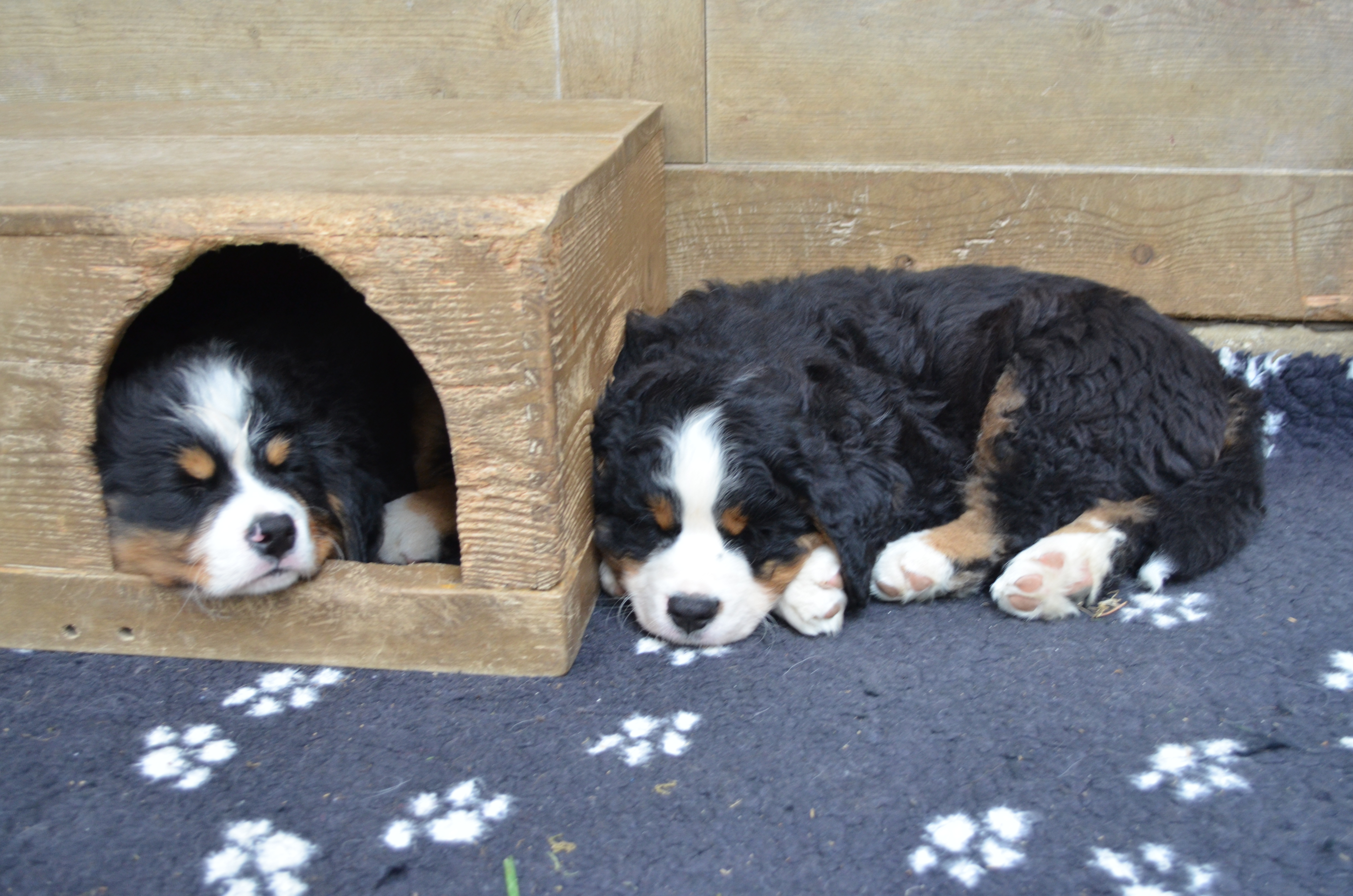 Toby und Thacor