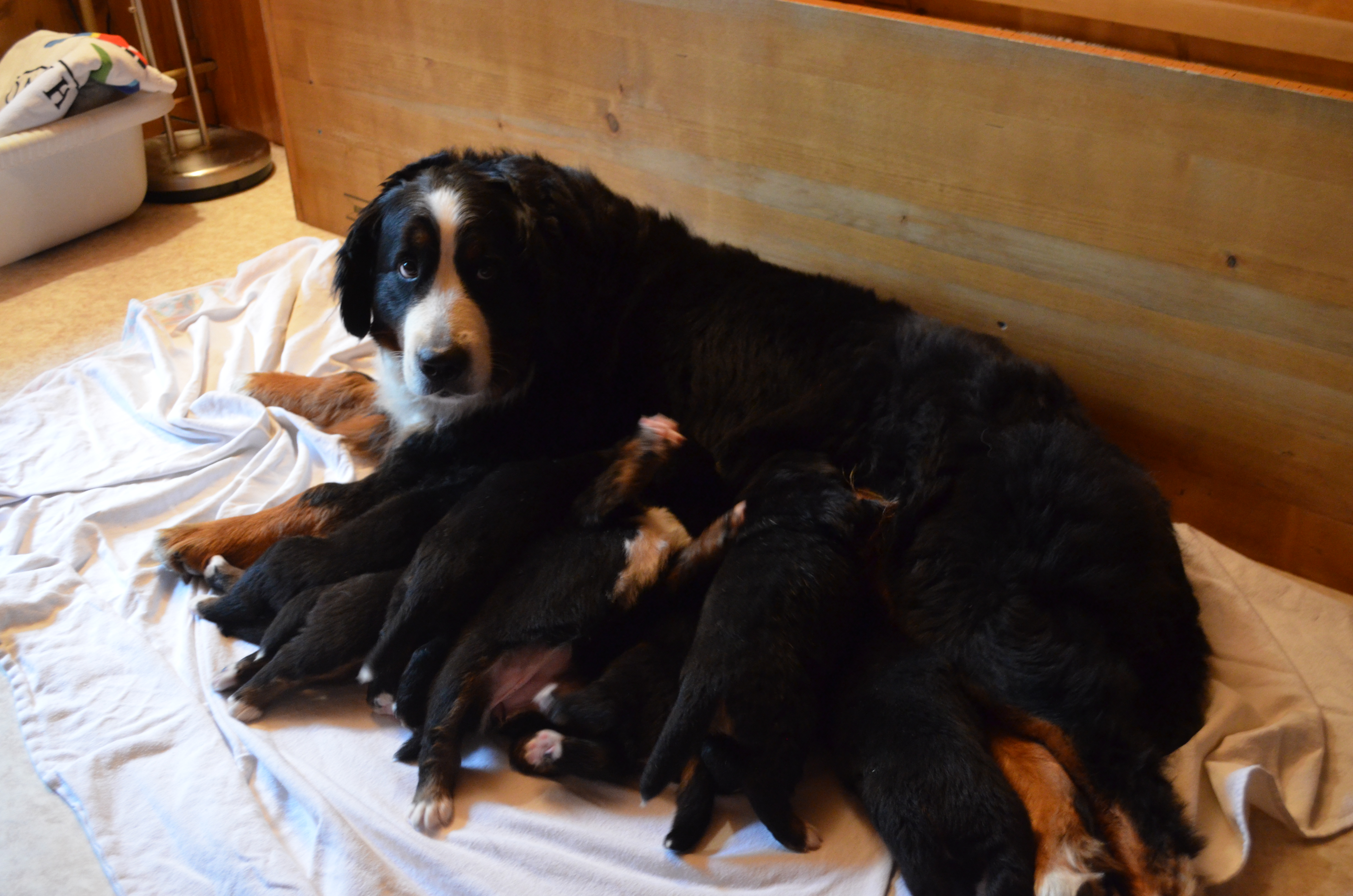 Essenszeit bei Mama Lia