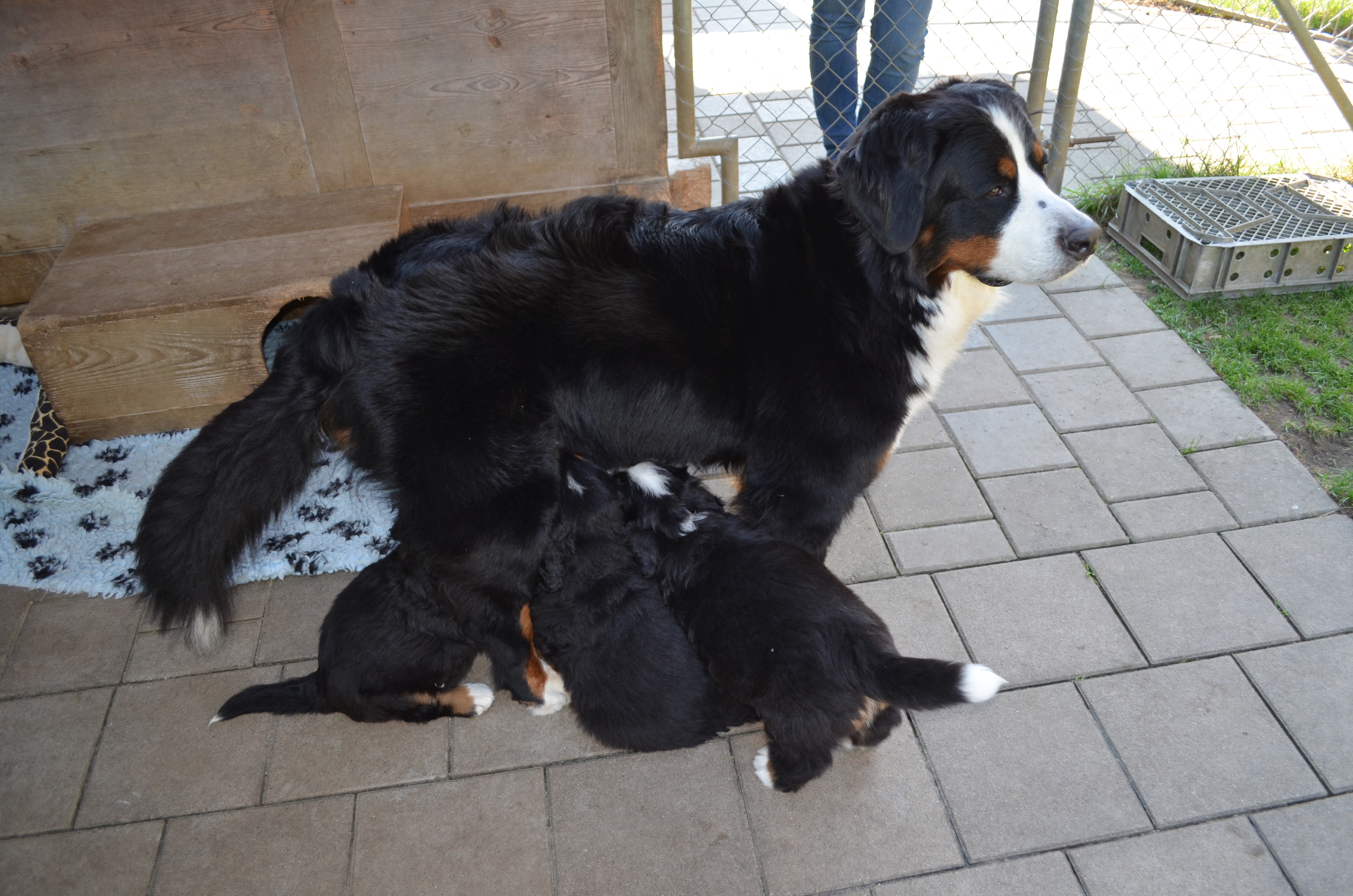 Sunny und ihre Welpen