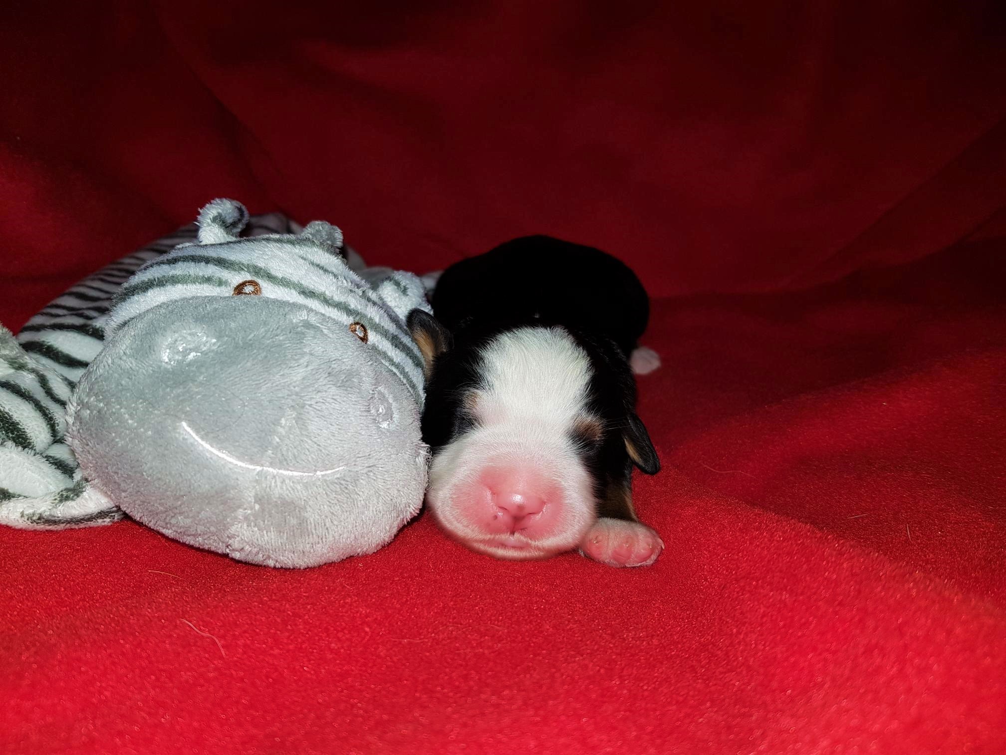 2. Rüde