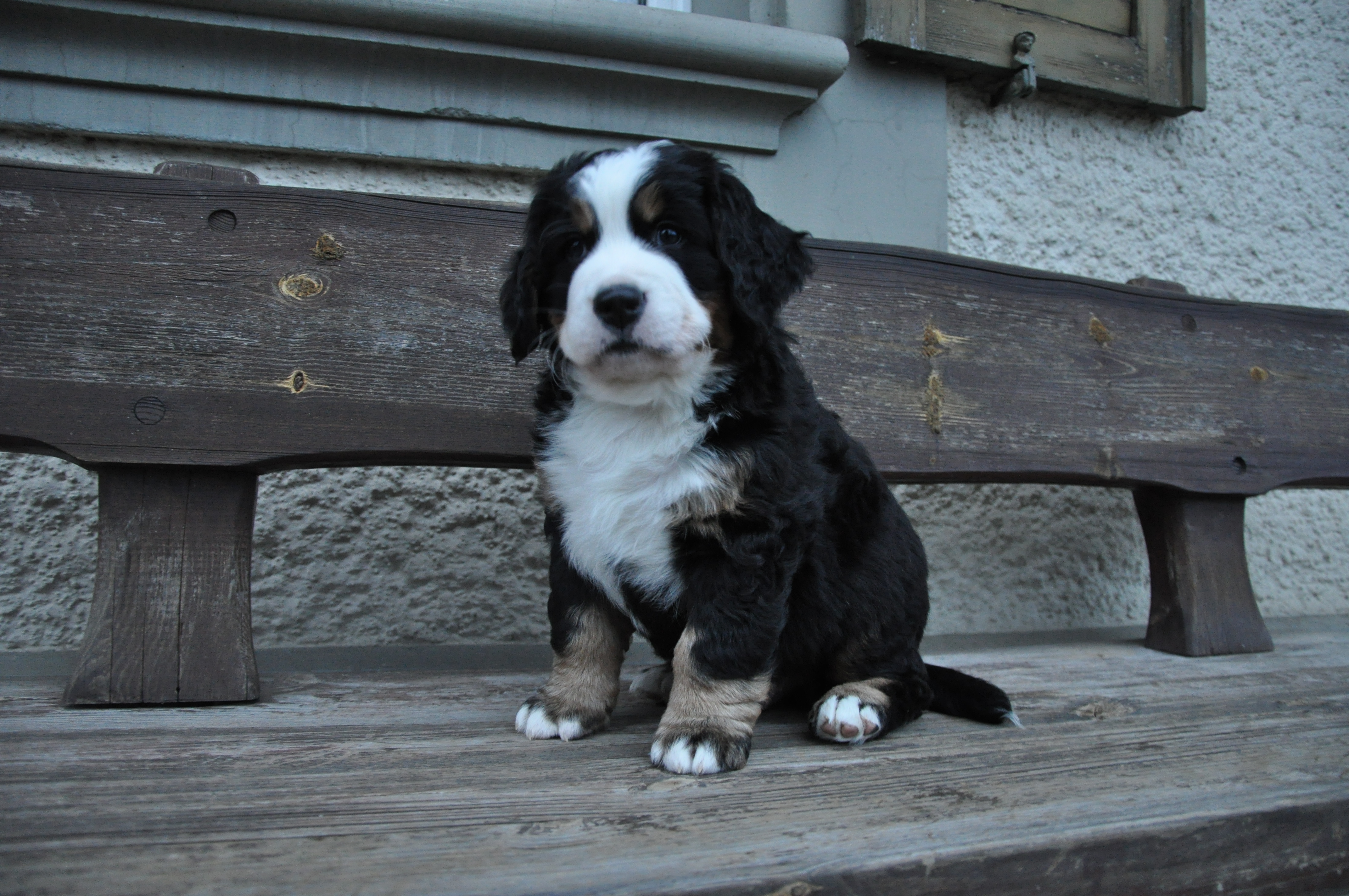 2. Rüde