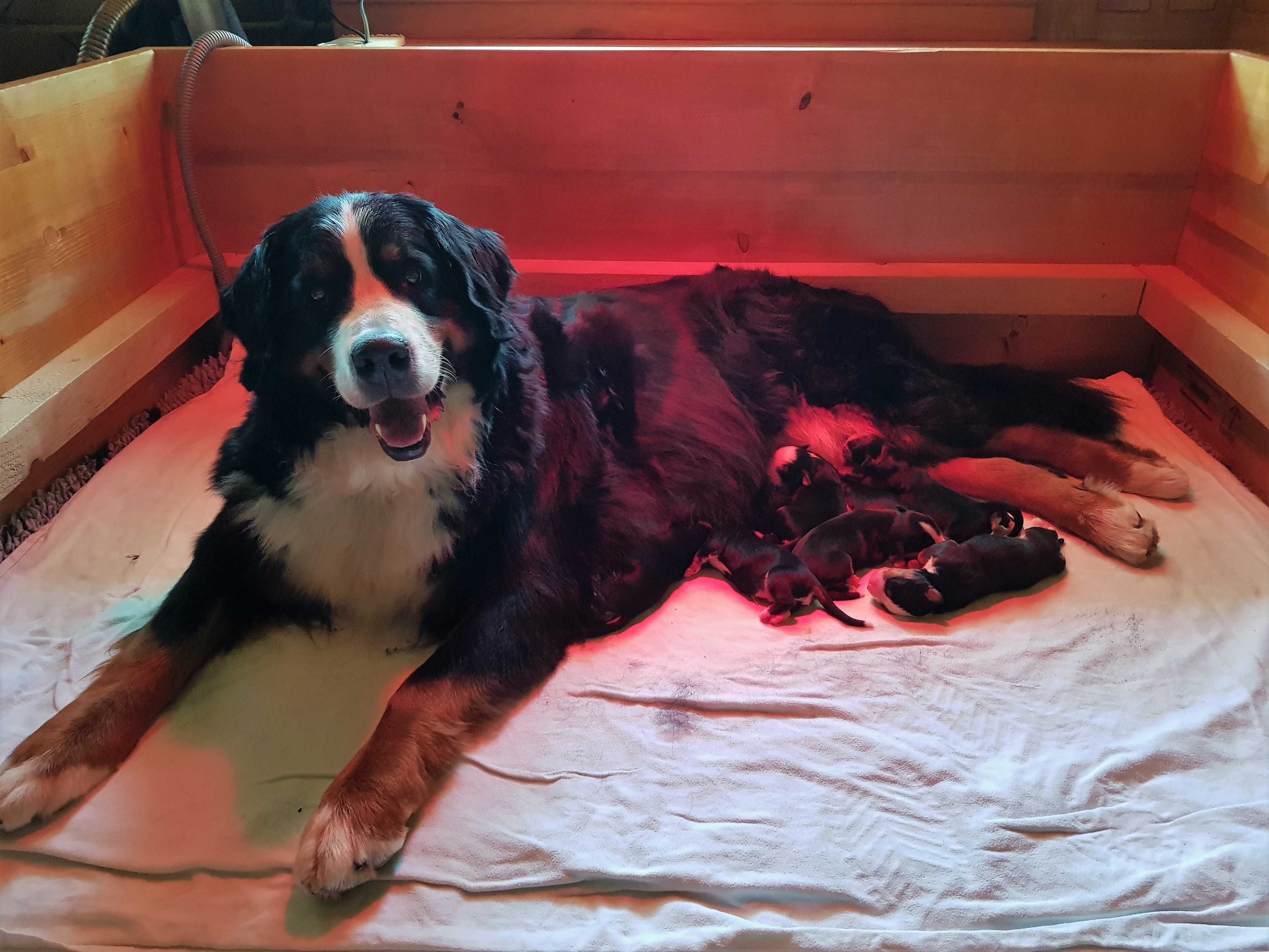 Mama Fortuna mit ihren 7 Welpen